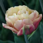 La Belle Epokue | Moje Dvorište Baštenski radovi u novembru - La Belle Epokue | Moje Dvorište