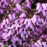 13851016725-d0ede78d82-b | Moje Dvorište | Moje Dvorište