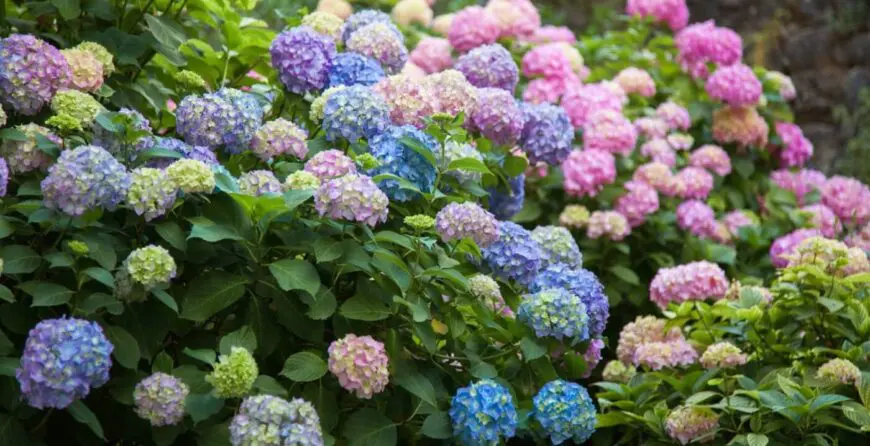 Kako uzgajati hortenzije | Moje Dvorište Kako uzgajati hortenzije | Moje Dvorište