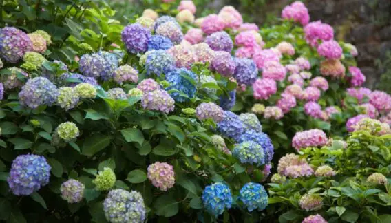 Kako uzgajati hortenzije