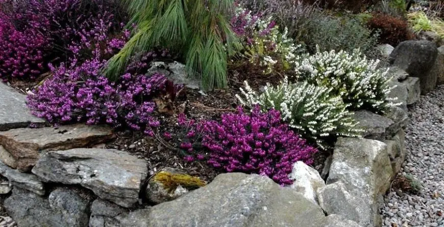 Erica carnea | Moje Dvorište Erica carnea | Moje Dvorište