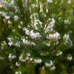 Erica-carnea-culture | Moje Dvorište | Moje Dvorište