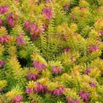 EricacarneafaureifoliaBellsExtraSpecial1250-1000 | Moje Dvorište | Moje Dvorište