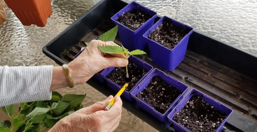 Razmnožavanje biljaka reznicama | Moje Dvorište Razmnožavanje biljaka reznicama | Moje Dvorište