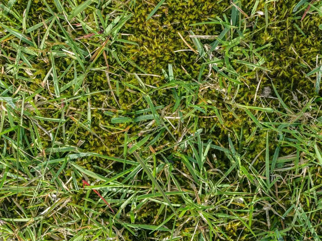 UK-lawn-moss | Moje Dvorište Nega Travnjaka | Moje Dvorište