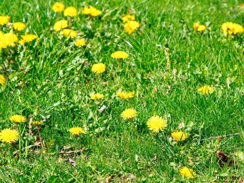 UK-lawn-weeds | Moje Dvorište 7 saveta za negu travnjaka | Moje Dvorište