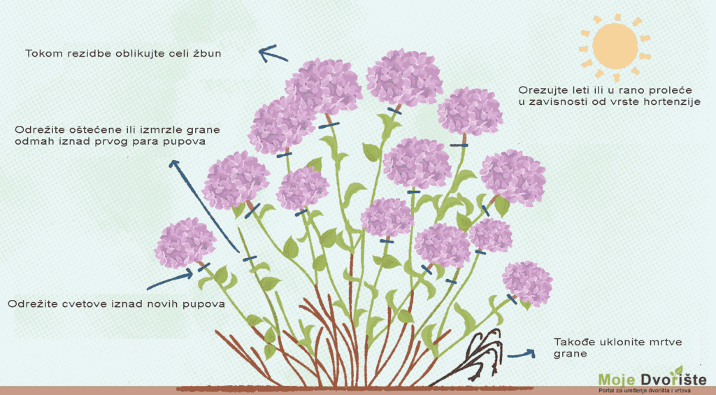 hidrangea | Moje Dvorište orezivanje hortenzije | Moje Dvorište