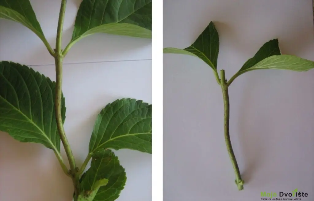 razmnozavanje-hortenzija | Moje Dvorište razmnozavanje hortenzija | Moje Dvorište