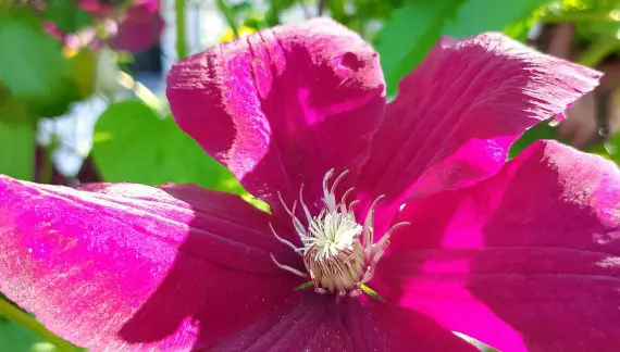 Kako uzgajati klematis