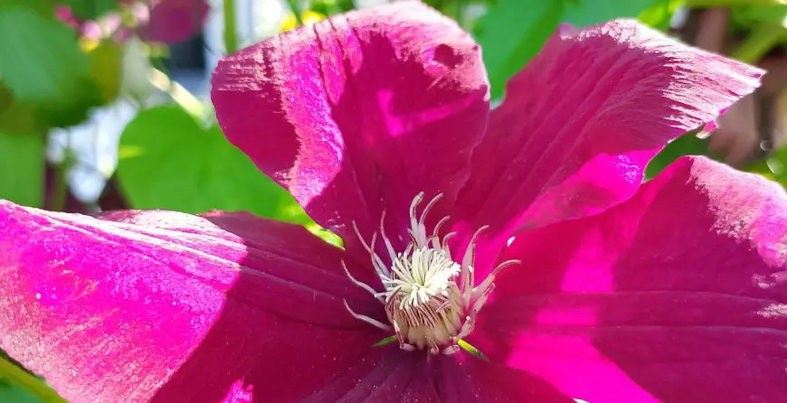 kako uzgajati klematis moje dvoriste | Moje Dvorište Kako uzgajati klematis | Moje Dvorište