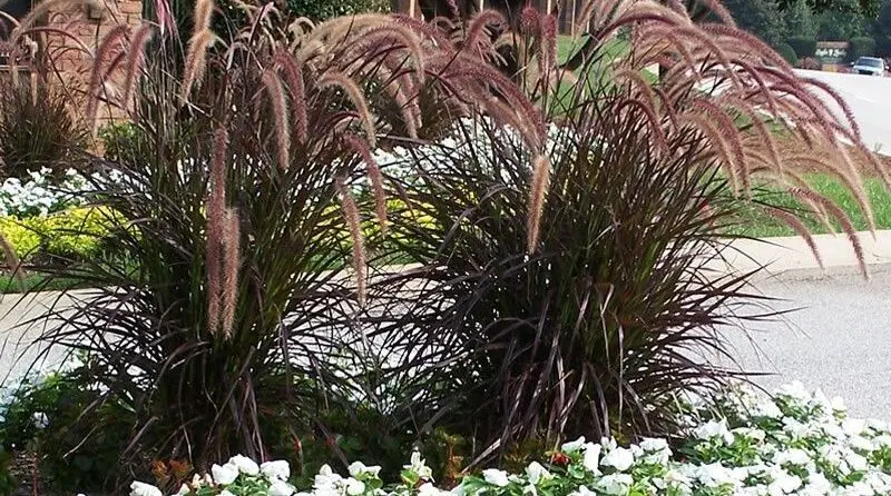 Petlovo pero - Pennesetum X Advena Rubrum | Moje Dvorište Petlovo pero - Pennesetum X Advena Rubrum | Moje Dvorište