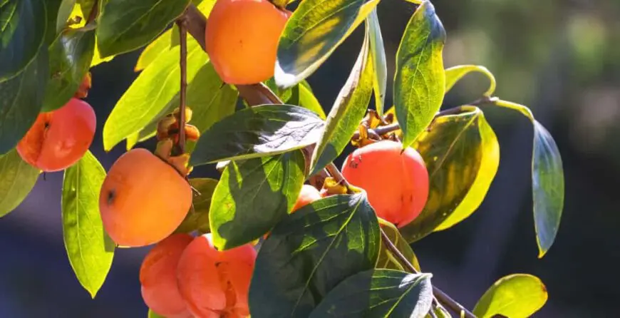 Japansku jabuka | Moje Dvorište Japansku jabuka | Moje Dvorište