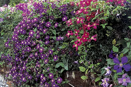 klematis | Moje Dvorište Kako uzgajati klematis | Moje Dvorište