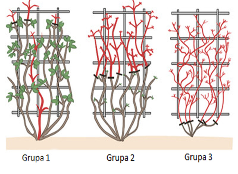 orezivanje-klematisa | Moje Dvorište Orezivanje klematisa po grupama | Moje Dvorište