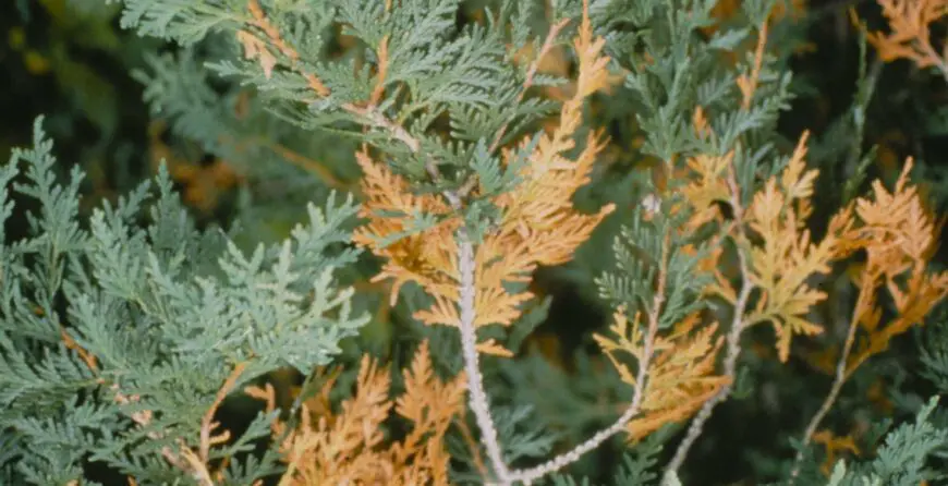 Arborvitae101207 | Moje Dvorište yellowing of conifers | Moje Dvorište