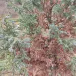 IMG-20221224-112559 | Moje Dvorište Zašto unutrašnje grančice četinara postaju žute ili smeđe | Moje Dvorište