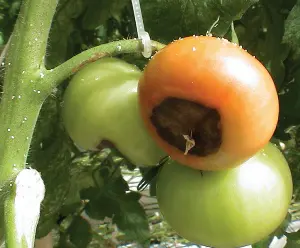 Trulež vrha ploda | Moje Dvorište Trulež vrha ploda paradajza | Moje Dvorište