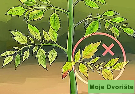 Uzgoj paradajza-1 | Moje Dvorište Kako Uzgajati Paradajz | Moje Dvorište