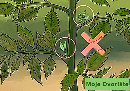 Uzgoj paradajza | Moje Dvorište Uzgoj paradajza | Moje Dvorište