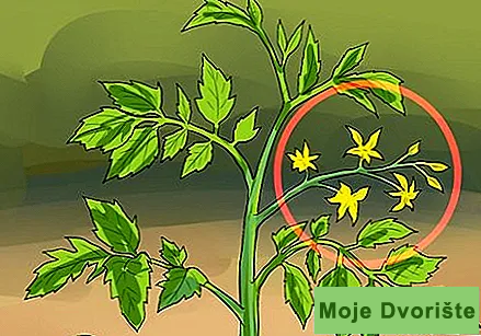 Uzgoj paradajza | Moje Dvorište Kako Uzgajati Paradajz | Moje Dvorište