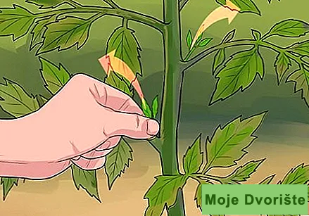 Uzgoj paradajza-5 | Moje Dvorište Uzgoj paradajza | Moje Dvorište