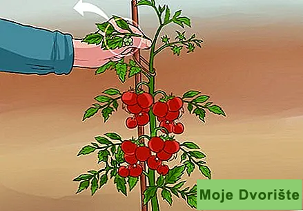 Uzgoj paradajza-6 | Moje Dvorište Uzgoj paradajza | Moje Dvorište