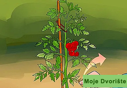Uzgoj paradajza-7 | Moje Dvorište Kako Uzgajati Paradajz | Moje Dvorište