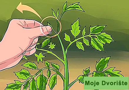 Uzgoj paradajza-8 | Moje Dvorište Uzgoj paradajza | Moje Dvorište