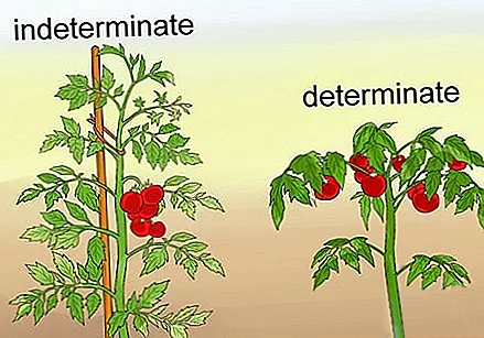 como-podar-tomates | Moje Dvorište Kako Uzgajati Paradajz - determinantne i indeterminantne sorte | Moje Dvorište
