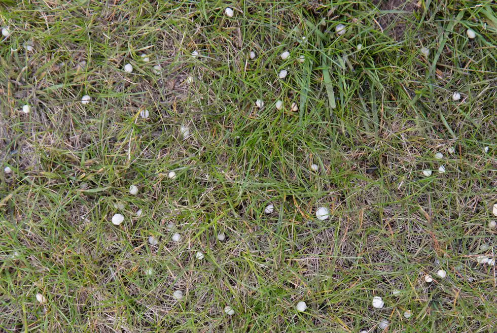 Prehrana travnjaka | Moje Dvorište Đubrenje travnjaka | Moje Dvorište