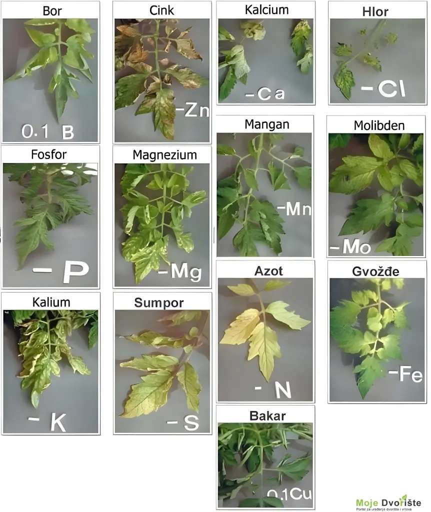 freepik__enhance__75683 | Moje Dvorište Nedostatci hranjljivih elemenata u tlu za uzgoj paradajza | Moje Dvorište