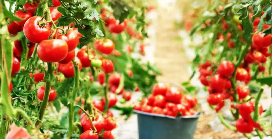 Uzgoj Paradajza | Moje Dvorište Kako Uzgajati Paradajz | Moje Dvorište