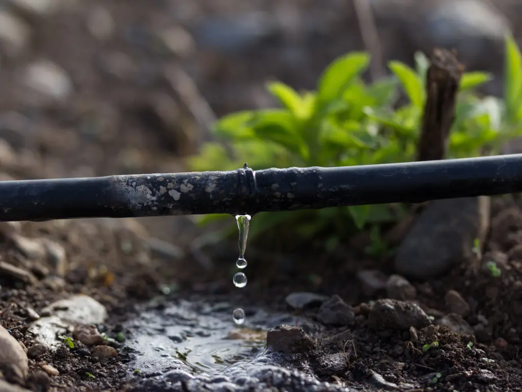 Zalivanje paradajza kap po kap | Moje Dvorište Zalivanje paradajza kap po kap | Moje Dvorište
