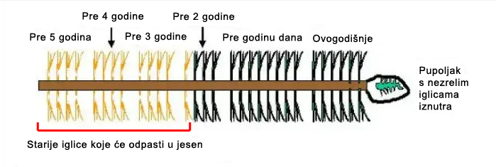 pregled | Moje Dvorište Zašto unutrašnje grančice četinara postaju žute ili smeđe | Moje Dvorište