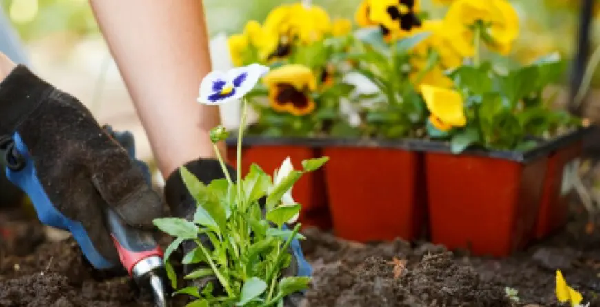 8fff24d59ce766ab65e090a401680032_XL | Moje Dvorište Sadnja | Moje Dvorište