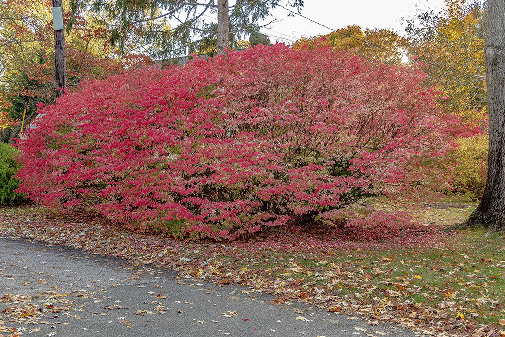 Biljne vrste 1 - Copy | Moje Dvorište Listopadno grmlјe | Moje Dvorište