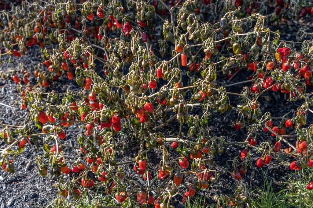 Biljne vrste 10 - Copy | Moje Dvorište Jednogodišnje bilјke obično traju do prvog većeg mraza | Moje Dvorište