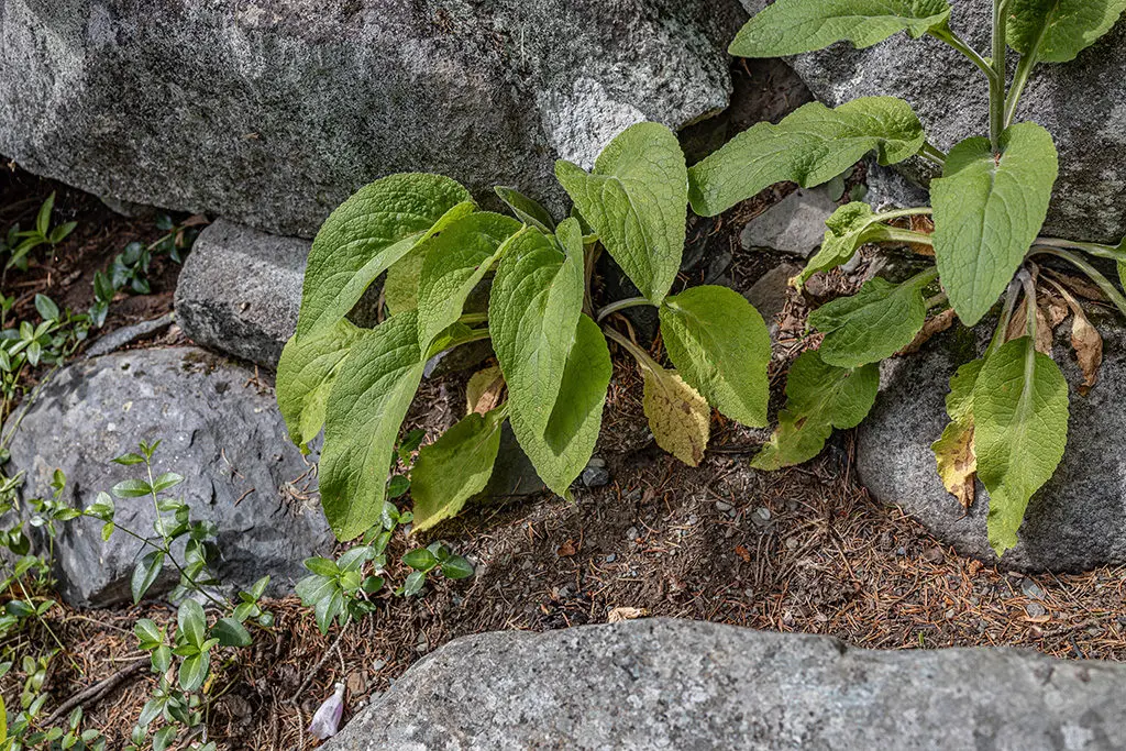 Biljne vrste 12 - Copy | Moje Dvorište Dvogodišnje biljke provode prvu godinu sazrevanja i možda neće cvetati | Moje Dvorište