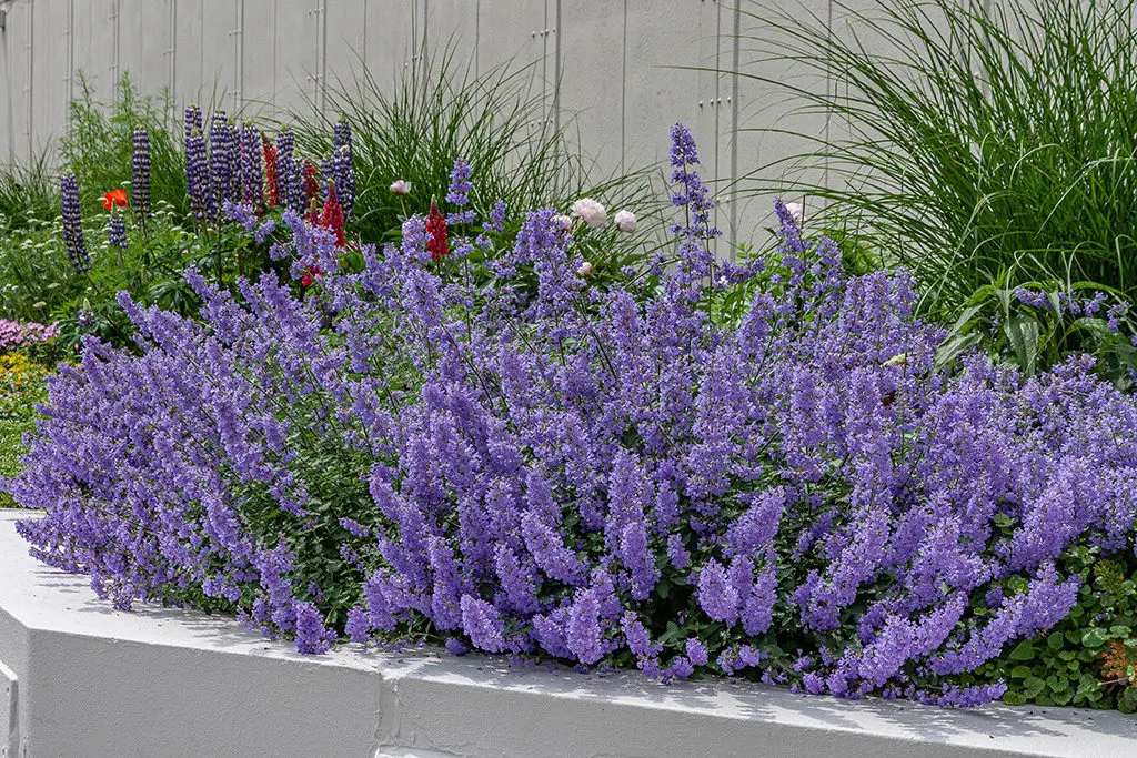 Biljne vrste 16 - Copy | Moje Dvorište Višegodišnje bilјke obično imaju ograničen period cvetanja (1-4 nedelјe). | Moje Dvorište