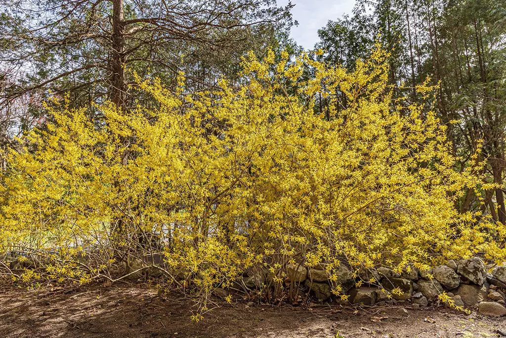 Biljne vrste 2 - Copy | Moje Dvorište Forsythia | Moje Dvorište
