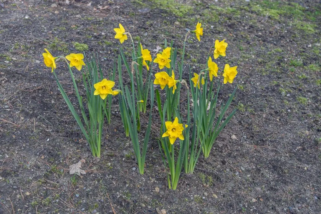 Biljne vrste 21 | Moje Dvorište Čvrsto grupisane lukovice | Moje Dvorište