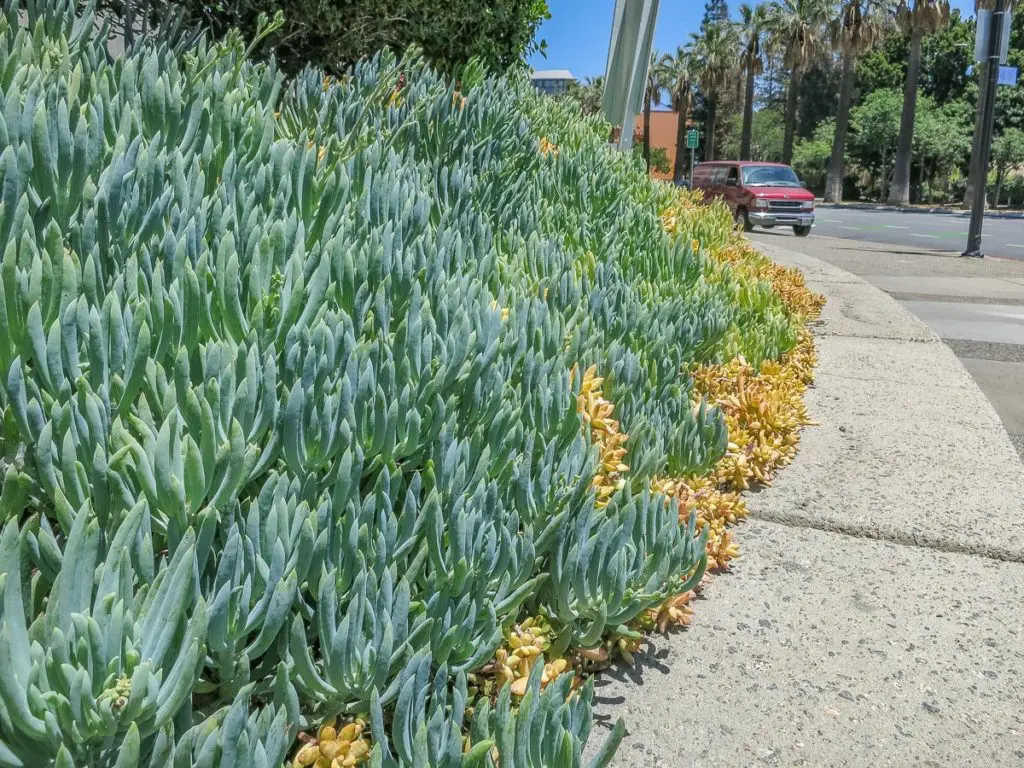Biljne vrste 25 | Moje Dvorište Grupisanje sukulenata | Moje Dvorište