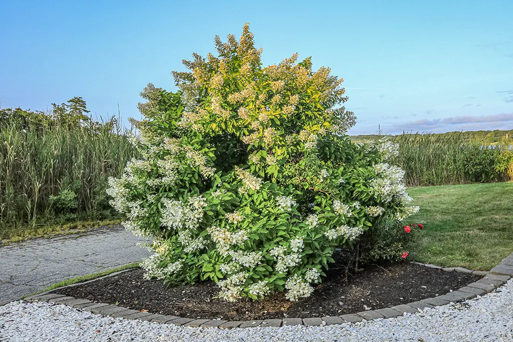 Biljne vrste 3 - Copy | Moje Dvorište listopadni grmovi | Moje Dvorište