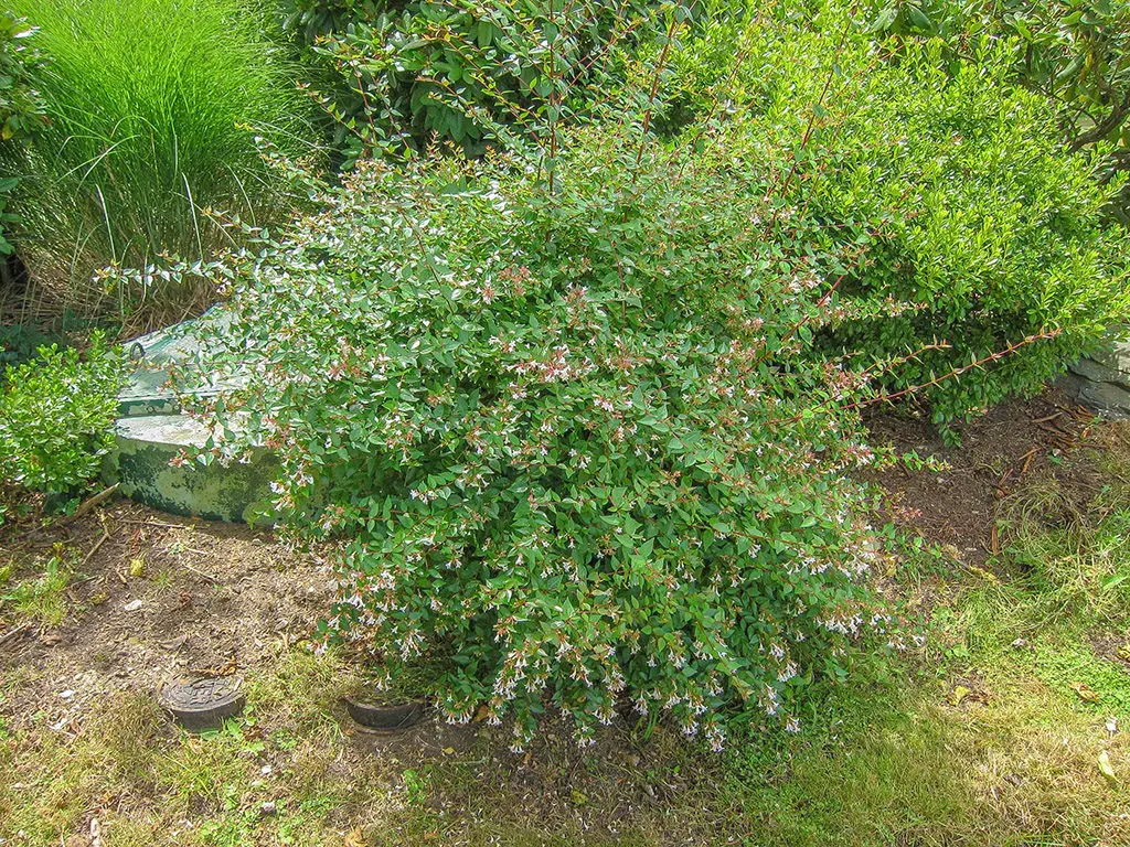 Biljne vrste 4 - Copy | Moje Dvorište Polu-zimzeleni grm | Moje Dvorište