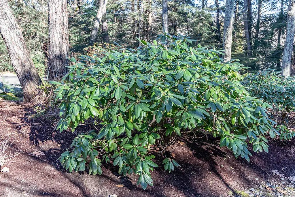 Širokolisni zimzeleni grm | Moje Dvorište Širokolisni zimzeleni grm | Moje Dvorište