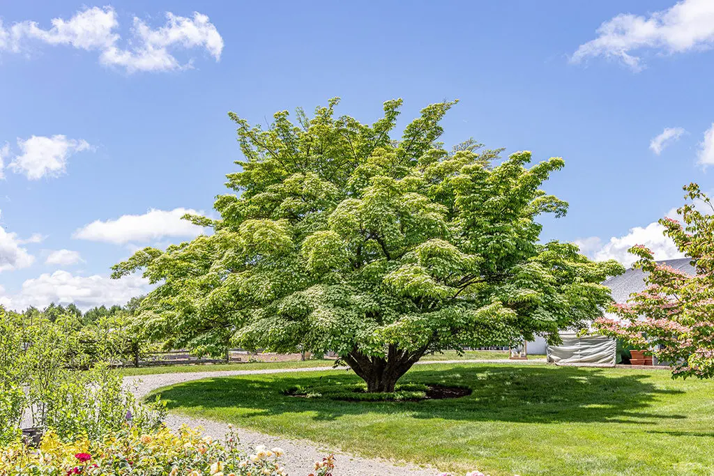Listopadno drvo | Moje Dvorište Listopadno drvo | Moje Dvorište