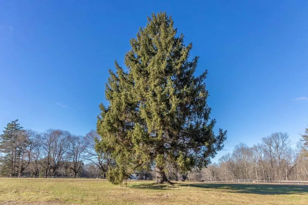 Biljne vrste 8 - Copy | Moje Dvorište Zimzeleno drvo | Moje Dvorište