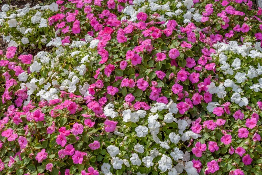 Biljne vrste 9 - Copy | Moje Dvorište Jednogodišnje bilјke obilno cvetaju tokom vegetacije | Moje Dvorište