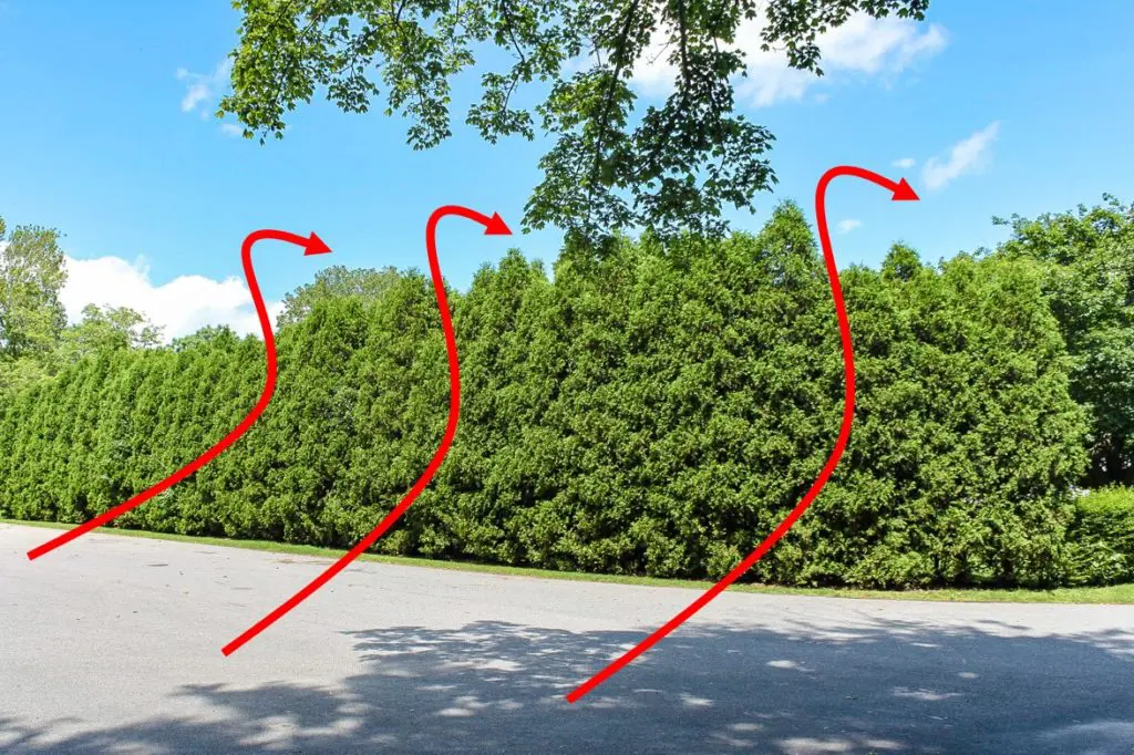 Guste grupe zimzelenog drveća imaju tendenciju da preusmere vetar | Moje Dvorište Guste grupe zimzelenog drveća imaju tendenciju da preusmere vetar | Moje Dvorište