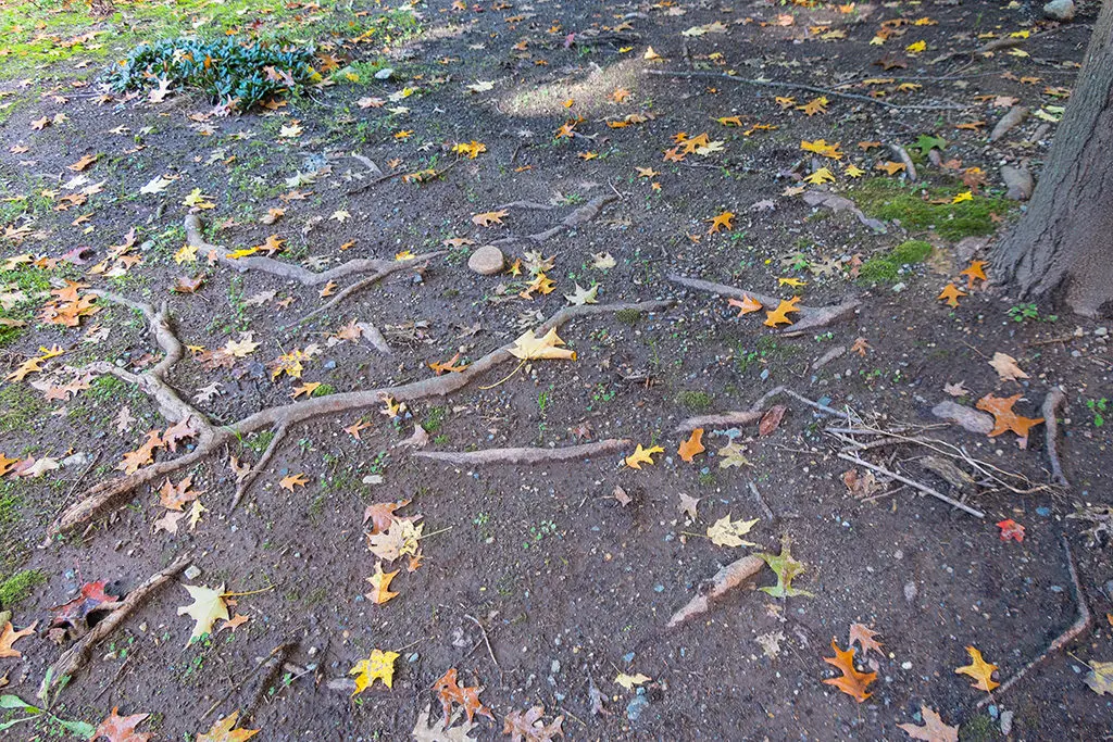 Invazivni koreni drveća | Moje Dvorište Invazivni koreni drveća | Moje Dvorište